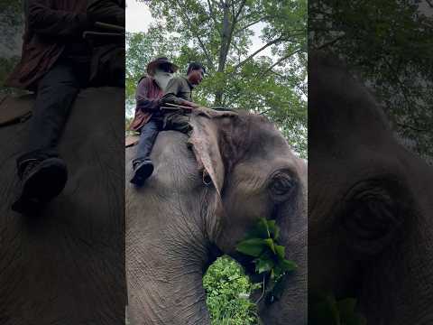 In search of tigers at Chitwan National Park, Nepal | Sadhguru