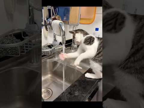 Top 5 funny cat behaviors #funnyvideos #funnycats #catvideos #catbehavior