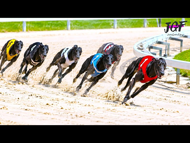 Greyhound Racing – Trackside Race Action ????