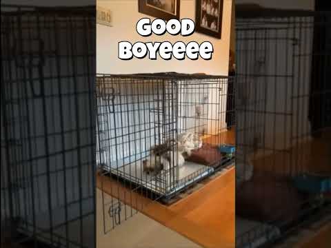 Puppy Apartment for potty training! Day 3 and he is already going to it on his own! #puppy #cute