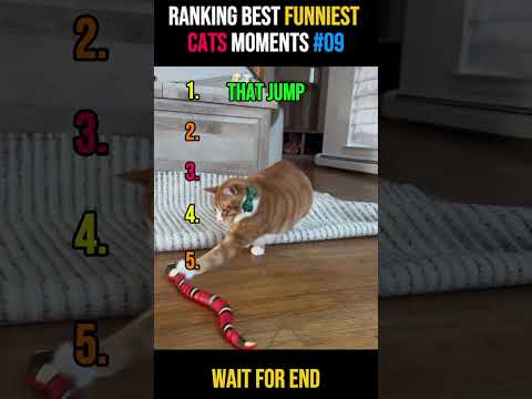 Ranking Best Funniest Cats Moments #09????❤️ #funny #ranking #usa