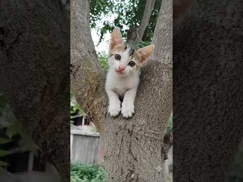 Funny cat videos ???? #catshorts #catvideos #cat #catlovers