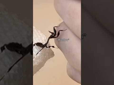 I FINALLY have a mantis again!! #animals #pets #bugs #prayingmantis #cuteanimals