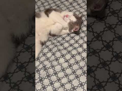 Haha #catshorts #ypp #cute #kitten #funnycat #catvideos #catlovers #catblogger #meow #fyp #loveyou