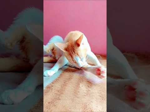 ড্রেনে পড়ে গেছি ???? shorts #cat #funny #catvideos #cute