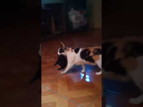 ???? #cat #kitten #funny #catvideos #shorts