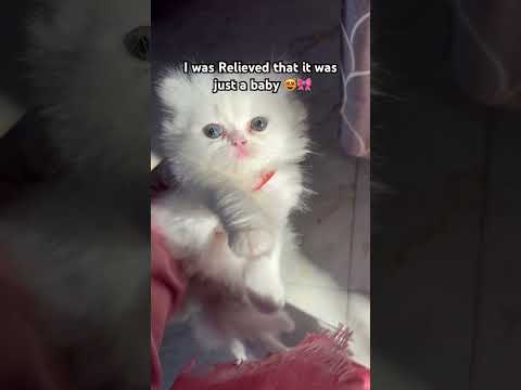 Huh ???? #catshorts #funnycat #catvideos #cutecat #viralshorts #kitten #cat