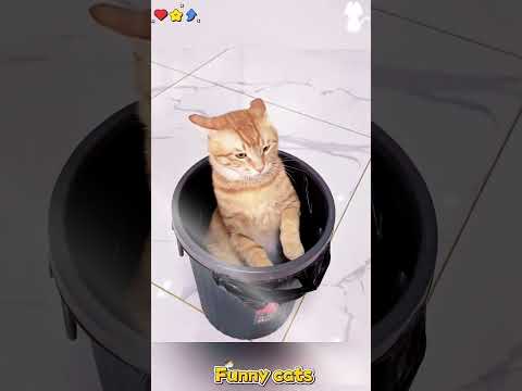 Funny cats #cat #funny #cats #reels #pets #catvideos #funnycats #kitten