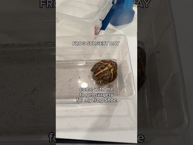 Getting Surgery for my Frog! #pets #animals #frog #cuteanimals #surgery