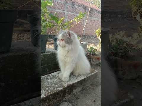 Funny Cat Videos ???? a cute cat