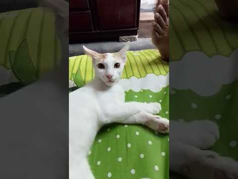 তুই মশাকে কী বলে ডাকিস ???????? #catvideos #trending #viral #funny #cat #video