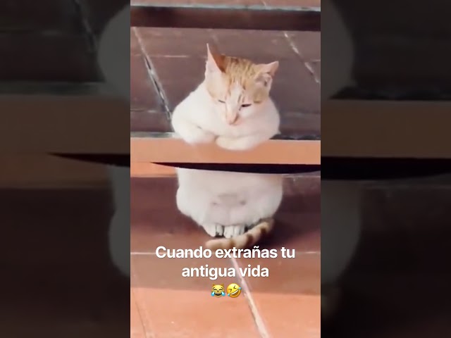 Cuando extrañas tu antigua vida ???????? #viralvideo #funny #cat #gatos