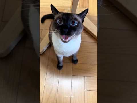 when My Cats try to ???????????????? #catsound #anmals #shorts #funny #cat #catvideos #funnyvideo #funnyanimals