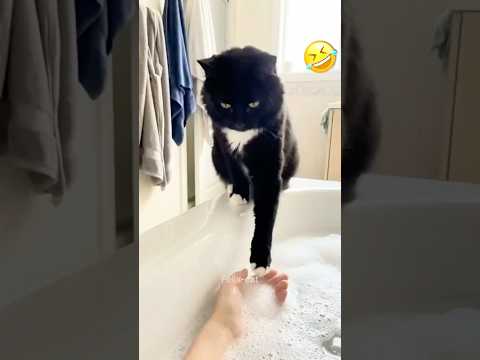 Cat jump fails???? #part1 #funnycatvideos