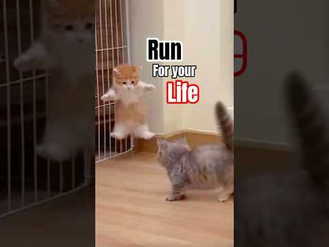 The kitten just teases and runs ????????‍♂️ #funny #cat #kitten #funnycats #catvideos #youtubeshorts