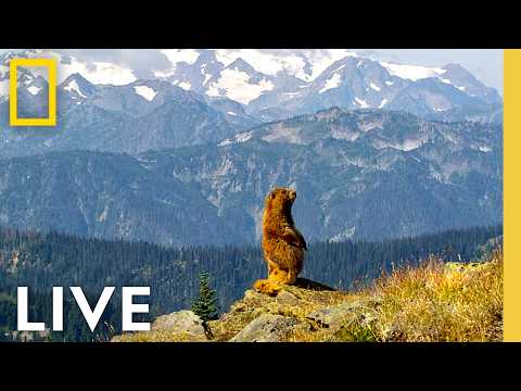 ???? LIVE: Celebrate 250 Years of America! | National Parks USA LIVESTREAM | National Geographic