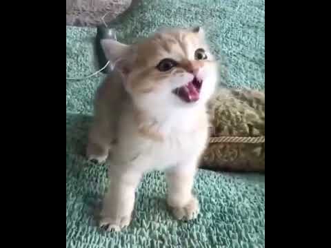 Funny cat  Cute animals Cat videos Cute kittens #Shorts #kitchen#cats#shorts#funny#animals#13