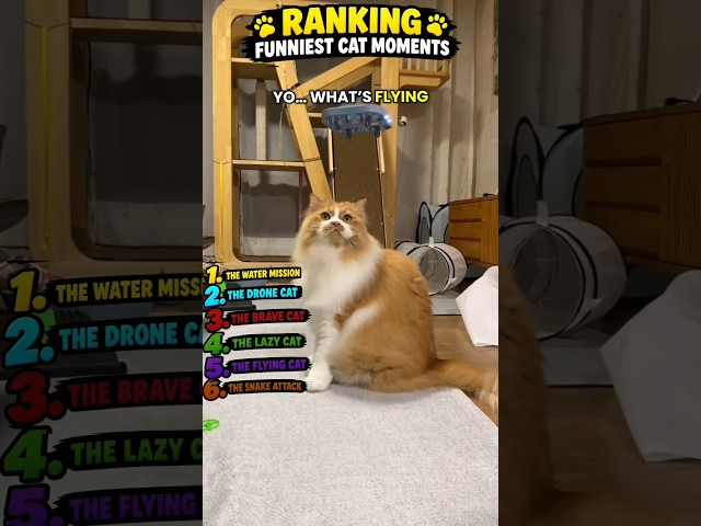 Funny Cat Moments ???? | Ranked! #cat #usashorts #funny