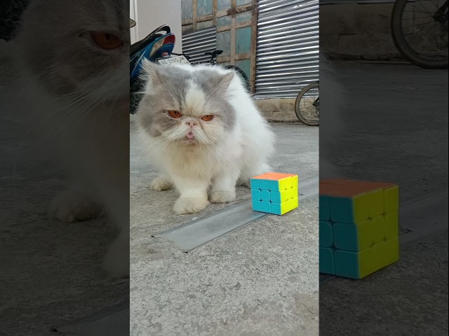 Funny Cat Videos ???? Ming playing Rubik ???? (5)