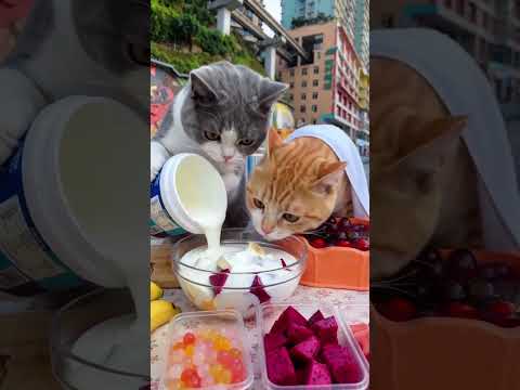 billi ka dance video| Cat videos | funny cat dance ????????| Videos for cats billi dance |