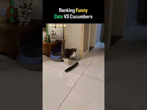 Ranking Funny Cats VS Cucumber #shorts #cat #cats #catvideos #catshorts #catmemes