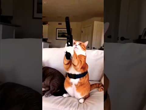 Cute Cat Funny Video #funny #catvideos #cat
