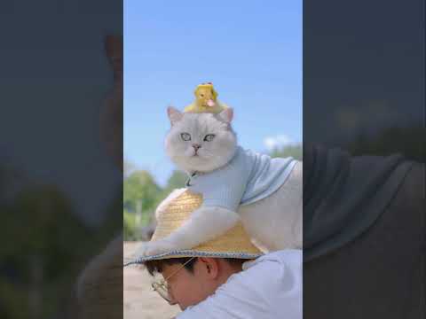 Kejutan Untuk Miko #kucing #kucinglucu #cute #cat #funnyshorts #animals #pets #catvideos