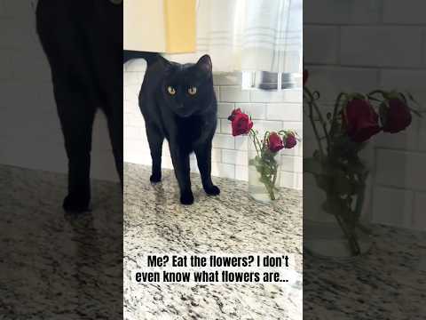 I deny all allegations ❤️ Charlie #catshorts #cat #funny #catvideos #cute