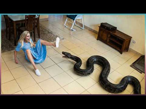 99 Most BRUTAL ANIMAL ATTACKS Caught on Camera
