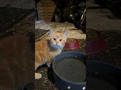 Irresistibly cute cat ???? ???????? #funny #catvideos #catshorts #cat #cutecat #kitten #shorts