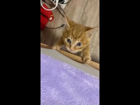 Cute and funny cats Videos 61  