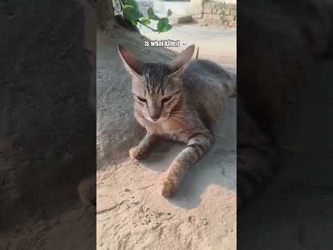 #funnycatvideos#catfunny#catshorts#viral #trending #funny #cat #fyp#explore#catvideos