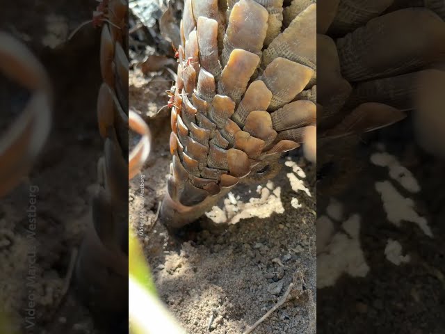 Foraging with pangolins #Rolex #PerpetualPlanet #AfricaEarthsWildHome