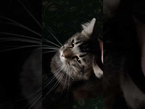 Kucing mujaer ???? #funny #cat #pet #catvideos #kucing #kucinglucu #hewanlucu