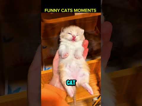 Funny Cat Fighting Sleep ???????? #cat #cats #catvideos #shorts #funny #animals #catshorts