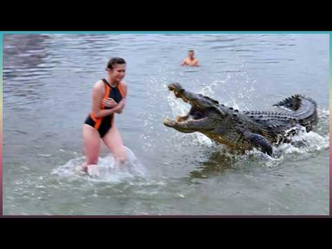99 Most BRUTAL ANIMAL ATTACKS Caught on Camera