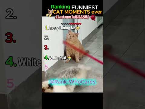 The Funniest Cat Videos Ever ???????? #cats #funny #shorts