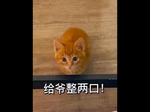Cute and funny cats Videos 52  