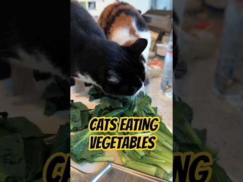 CATS EATING VEGETABLES #funny #cat #comedy#ytshorts #comedyshorts #viral #fyp #fun #catvideos #lol