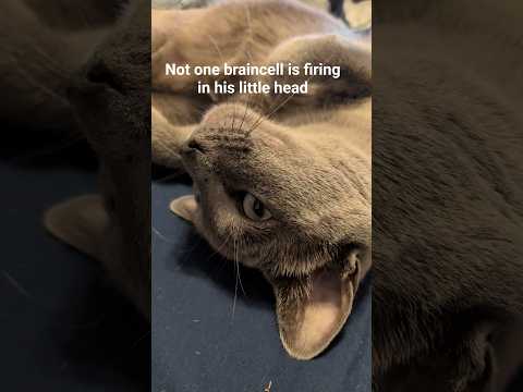 #catshorts #cat #catsofyoutube #funnycatvideos #animallovers #pets #cute #catblogger #funnycats