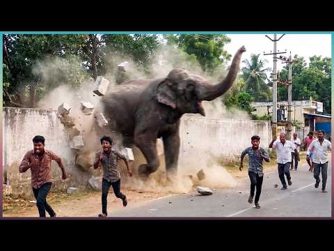 60 Wild Elephant Encounters Caught on Camera