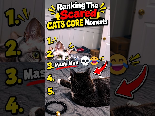 Ranking The Most Hilarious Scared Cat Moments ????✨ #cats #funny #shorts