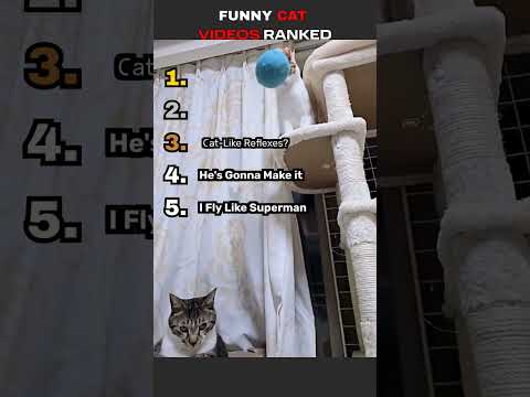 Funny CAT Videos Ranked!