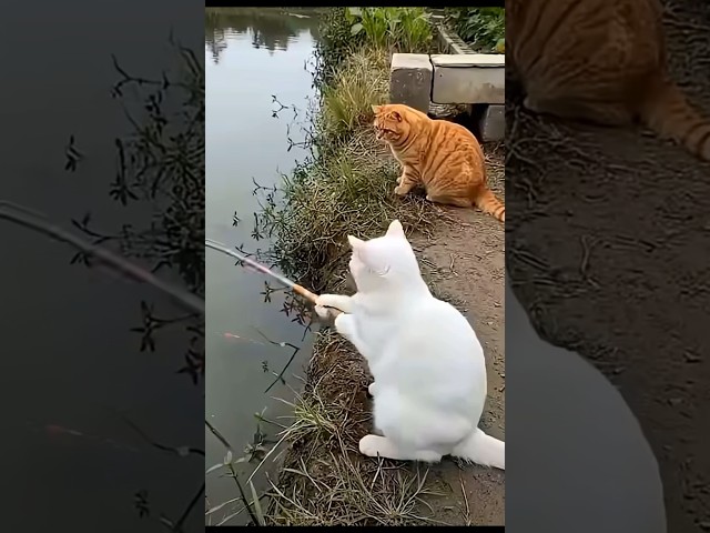Oh no cat???? #funny #cat #catvideos #trending #youtubeshorts #shorts #shortvideo #comedy #viral