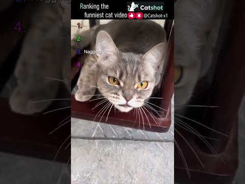 ???? Ranking the Funniest Cat Videos EP.34 #catshot #cat #funny