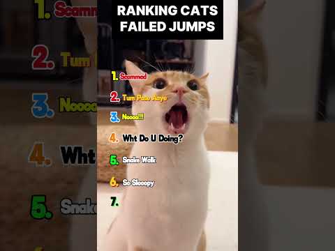 Funny Cat Videos #funnyvideos #comedyshorts