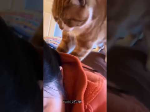 ???? Funny cat videos | cute cats | Try not to laugh | Cat videos Compilation #shorts​ #funny #cats