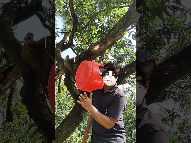 This cat is really alive!????????????#funny#cats#catvideos#tiktok#social#usafunny#catlovers#funpage