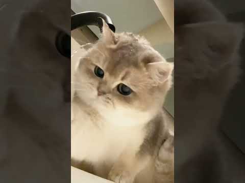 cute cat #cat #cuteecats #catfunny #lovecat #avengers #catvideos #catts #funnycatvideos #funny