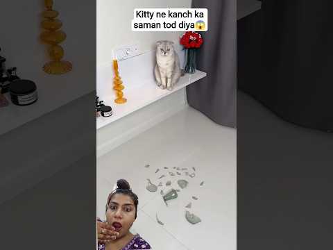 #animals #funny #cat #comedy #cute #ytshorts #cats #cutecat #catvideos #petlover #petsrule #shorts